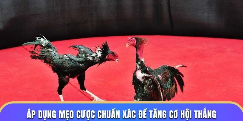 Áp dụng mẹo cược chuẩn xác để tăng cơ hội thắng