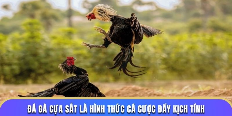 Đá gà cựa sắt là hình thức cá cược đầy kịch tính